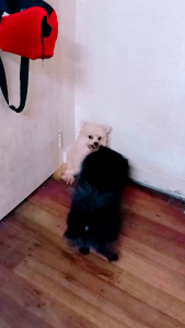 VeTcore+ select variation of Herbal Soap Active Shampoo Active Soap DeltamethrinOdor Magic and Combos