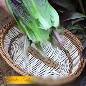 [Virladia Seeds] 150 Biji Benih Selada Merah Red Romaine