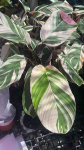 #คล้าสโนว์ หรือ #คล้าไวท์เฟรม #คล้าไทรโอโสตาร์” หรือ #คล้าสามสี”(Ctenanthe lubbersiana หรือบางทีเรียก Stromanthe ‘Triostar’) แต่จากลักษณะใบที่เห็นชัดเจนในภาพ — ใบมีลายสีเขียวเข้มตัดกับสีขาวครีมและชมพูใต้ใบ — ต้นนี้น่าจะเป็น: ✅ Stromanthe sanguinea ‘Tri