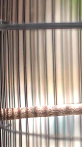 Pakan Burung Gacor dor Ciblek Prenjak Tlendekan Cipau Dor