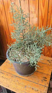 สนบูลไอซ์ สายพันธุ์ญี่ปุน กระถาง 8 นิ้ว