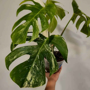 Monstera Albo  จำหน่าแบบข้อเพาะชำ ส่งชำในถ้วยอบอย่างดี