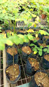 Pokok Moringga/Murunggai/Kelor(anak pokok)