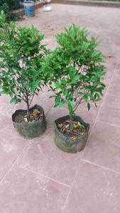 cây lan tiêu đẹp từ trong gia ngoài bao phê bao đẹp cho tất cả mọi người ah