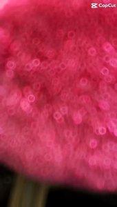 SOFA STOOL BULAT BELUDRU/OSCAR/SOFA UNIK/MEWAH/ELEGANT