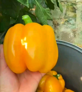 10 BUTIR BIJI/BENIH PAPRIKA BLEND MIX COLOR