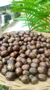 BIJI KARET ADUAN KUALITAS SUPER ISI 5 BIJI PILIHAN TERBAIK