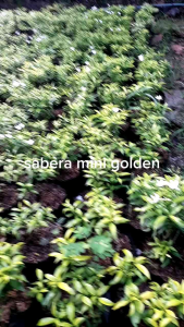 tanaman hias murah rembosa mini golden/saberna mini golden /rombusa mini golden(beli 10 gratis 1)