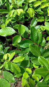 ต้นเงาะ เงาะนาสาร ติดตา สูง 60-80 ซม. ต้นกล้ารุ่นใหม่