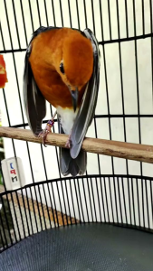 Pakan Burung Anis Merah: Nutrisi & Pakan Berkualitas Tinggi