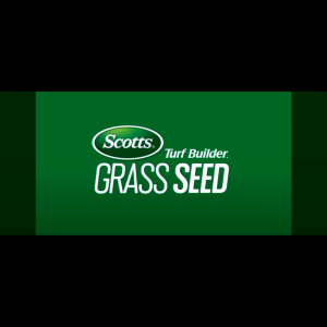 Benih rumput lapangan sepak bola 200gram - biji rumput Bermuda grass 200gram