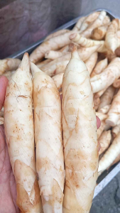 มันสาคูขาวดิบ...1...kilo