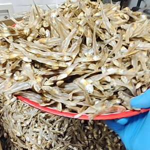 ปลาซิวแก้วตากแห้ง ยกถาด ราคา150 น้ำหนัก 500กรัม ไม่เค็มมาก มีแคลเซียม