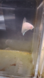 Haftmoon Plakat Betta Fish - Celio