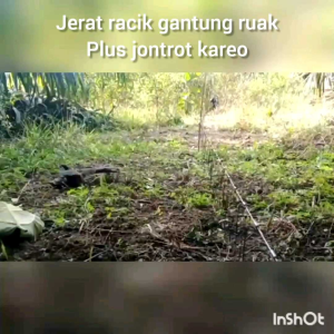 ALAT JERAT RACIK RUAK RUAK PLUS JONTROT KAREO BONUS LONCENG