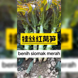 100  BIJI BENIH SELADA  SIOMAK MERAH