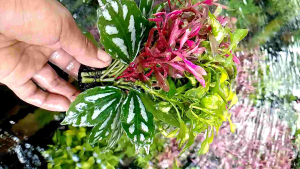 tanaman aquascape kombinasi murah promo