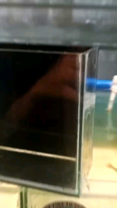 Viewing Tank Perfect for Molly and Guppy Clear Blue and Black Options Available 4x2x4 Aquarium Tank