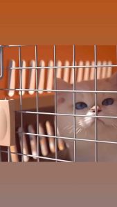 PET CARRIER PET TRAVEL BOX SANGKA RAGA 航空箱