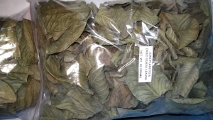 Dried Guava leaves 50 grams and 25 grams (Can ship in Luzon Visayas and Mindanao)