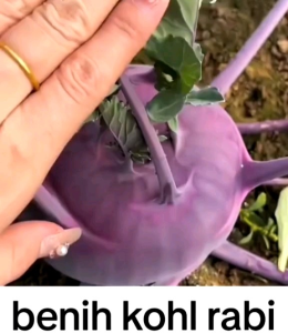 10 BUTIR BIJI/BENIH KHOLRABI PURPLE VIENA