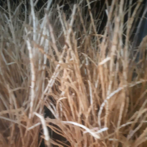 Akar Alang Alang Segar 1Kg