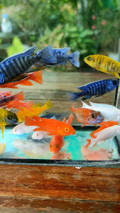 อาหารปลาสวยงามทุกชนิด สูตรเร่งสี เร่งโต