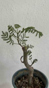 Bursera microphylla羽叶裂榄(橄榄)