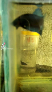 ปลากัดหม้อมาเล100% ส.ปลากัดฟร์าม.สงขลาสายกัด