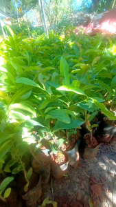 ต้นละมุดสาลี่ยักษ์เวียดนาม/ต้นพันธุ์สูงประมาณ 40-60 cm ครับ