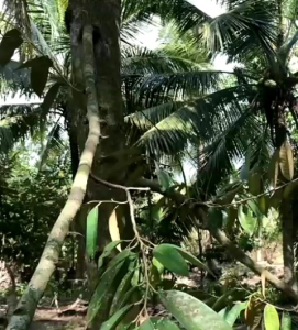 CÂU LIÊM GẠT NHÀNH BƠI SẦU RIÊNG