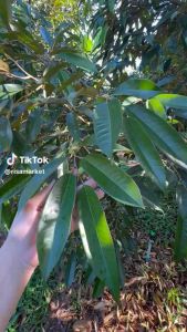 ปุ๋ยน้ำ อามีน่า อะมิโนทางด่วน 28ชนิด เร่งโต ใบเขียว ใบใหญ่  ช่วยเร่งการเจริญเติบโต ช่วยให้พืชแข็งแรง ขนาด 1 ลิตร