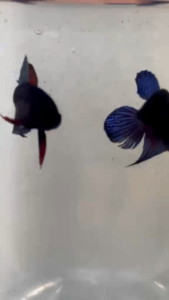 Bangkok betta fish 🐠 一对Rm 40 可以拍雄性视频