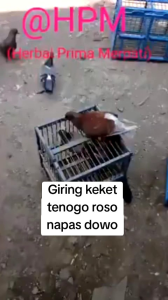 JAMU MERPATI KOLONG 100 BUTIR PIL HERBAL TERBUKTI STABIL GIRING KERAS STAMINA KUAT MAFAS PANJANG PRODUK ASLI HPM