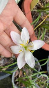 E.หัวดอกบัวดิน Snow Petal หัวละ 50 บาท ดอกหอม