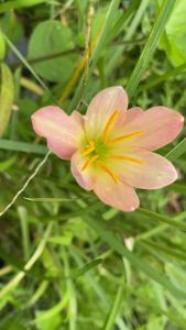 ม.หัวดอกบัวดิน Batik หัวละ 10 บาท