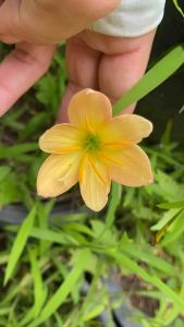 K.หัวดอกบัวดิน V001 หัวละ 15 บาท