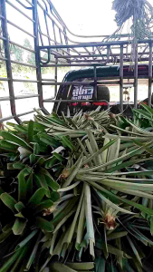 หน่อสับปะรดตราดสีทอง100หน่อ