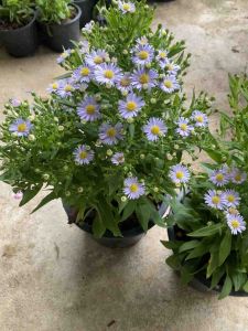 ต้นเดซี่ไข่ดาว#ดอกมีให้เลือกหลายสี#กระถาง 5-8 นิ้ว