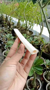 klokotan once pipa tulang sapi model segi 6 A37