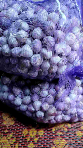 BAWANG TUNGGAL/BAWANG LANANG/BAWANG THAILAND (REPACK)