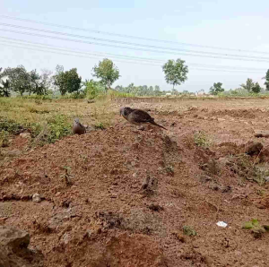 Racik/Jerat Tekukur Perkutut Puyuh Bahan Halus