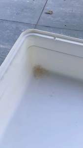 BEH & YO SOLUTIONS Urine Stain Remover Spray | Fast Clean Litter Box | Friendly For Small Pets 300ML