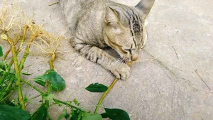 ตำแยแมว หญ้าแมวอารมณ์ดี ชุด 10 ต้น