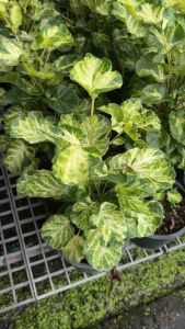 #ต้นเล็บครุฑกระจก (Polyscias guilfoylei Victoriae) เป็นไม้ประดับชนิดหนึ่งที่มีใบสวยงาม เป็นที่นิยมปลูกเพื่อความสวยงามและเป็นไม้มงคล. ใบมีลักษณะเป็นใบประกอบแบบขนนก ขอบใบหยักคล้ายฟันเลื่อย ใบมีสีเขียวเข้ม ขอบใบสีเหลือง หรือด่างขาว. ต้นเล็บครุฑกระจกเป็นไม้