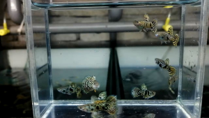 GUPPY YELLOW TIGER KING COBRA PAIR (GRADE)