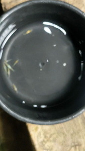 SNOW BALL SHRIMP - PAKET UDANG HIAS AQUARIUM AQUASCAPE TERMURAH - UDANG HIAS AIR TAWAR - PEMBERSIH AQUARIUM AQUASCAPE - HIASAN AQUARIUM AQUASCAPE