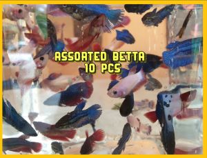 Sale Betta Mix Junior 10pcs