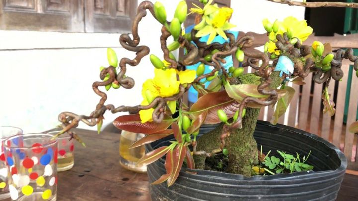 Mai xoắn (mai quắn) mini