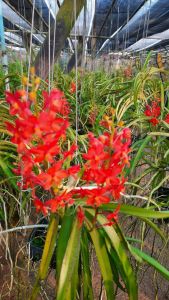 กล้วยไม้เข็มแดง ฟรอมสวย มีหลายต้น ฤดูดอกมีนาคม-เมษายน